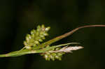 Pale sedge